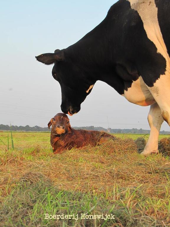 비스프 Boerderij Honswijck 게스트하우스 외부 사진