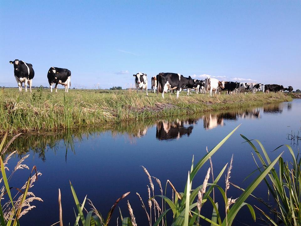 비스프 Boerderij Honswijck 게스트하우스 외부 사진
